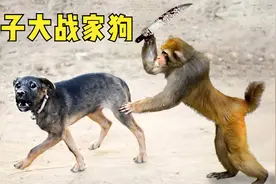 欺软怕硬的猴子能打得过看家护院的狗吗？看完颠覆你的观念视频封面