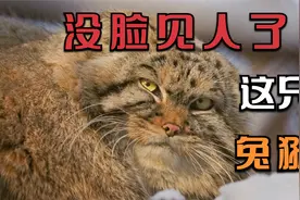 你知道最近很火的那只叫狲四秒的兔狲吗？这只兔狲竟没脸见人了！视频封面