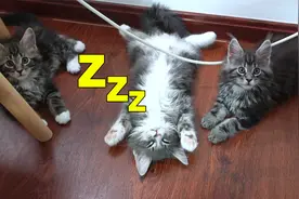 缅因小奶猫翻着肚皮睡觉，四脚朝天怎么都叫不醒，太可爱了吧！
