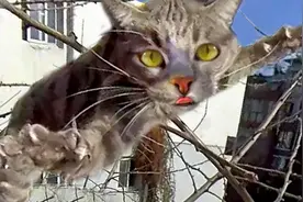 当蓝狸花猫爬上树5天不下来，抓住瞬间顺势起飞宛如敦煌飞天壁画视频封面