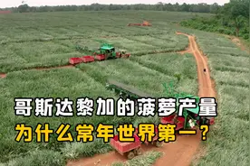 哥斯达黎加的菠萝产量，为什么能常年世界第一？他们怎么做到的？视频封面
