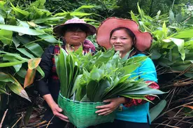 农村婆媳山上摘粽叶，长得比人还高的粽叶树，你们见过吗？视频封面