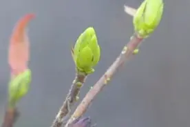 莫斯科最暖12月 温度创140年来历史新高 植物都发出了新芽视频封面