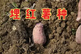 春天来了，干农活的季节也到了，原来红薯是这样来的。视频封面