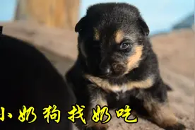 出生15天的小奶狗迈着六亲不认的步伐找奶吃，肉嘟嘟的真可爱视频封面