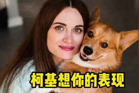 柯基想你时，一般会有这几种表现！视频封面