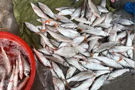 雨后乡村集市河鱼多，红尾翘嘴3块钱一斤，小伙赶集买了几十斤视频封面