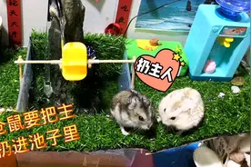 仓鼠蛋挞竟然也掉进水池子里了！于是俩仓鼠要把主人也扔进水池里视频封面