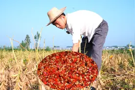 湖北传统农家豆豉这样做，存起来可以吃一年，炒菜特别香视频封面