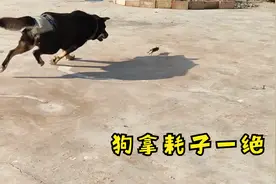 田园犬抓耗子太厉害了，只抓不吃，最后让猫坐收了渔翁之利视频封面