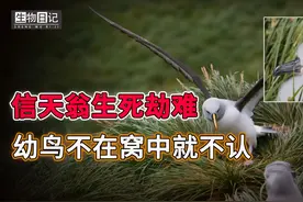 灰头信天翁太狠了，幼鸟掉出窝里就不认！鸟宝宝奋力自救终于脱险视频封面