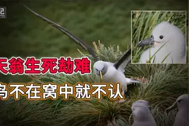 灰头信天翁太狠了，幼鸟掉出窝里就不认！鸟宝宝奋力自救终于脱险视频封面