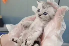 我逃离了地狱猫咖！可以去你家吗？视频封面