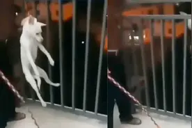 浙江宁波一中专学生在宿舍养狗  宿管竟将狗扔下楼去  狗惨叫不止视频封面