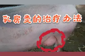 两种母猪乳房炎的不同治疗方法！需不需要先收藏了，以备急需！