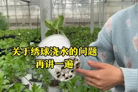 关于绣球浇水：很多花友在绣球换盆后不会浇水，本期详细讲解视频封面