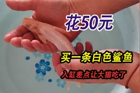 花50元入手一条白色小鲨鱼，入缸瞬间差点被大猫一口吃掉，吓坏了视频封面