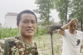 未成熟的玉米全部砍掉喂羊，说这样还能增加产量，砍的手法很重要