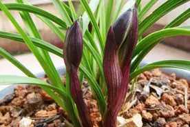 兰花生长缓慢，照着这样做，很快抽出好几穗视频封面