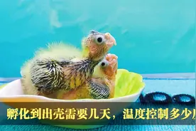 玄凤鹦鹉蛋从孵化到出壳需要几天，出壳后温度控制多少度呢