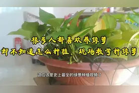 很多人都喜欢养绿萝，却不知道怎么种植，现场教学种绿萝视频封面