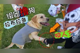 狗狗受邀成为课堂“模特”，学生们强行撸狗，瞬间被欺负惨了视频封面