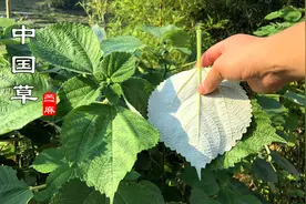苎麻为什么被称为“中国草”，这些用途你了解吗？一起去认识一下视频封面