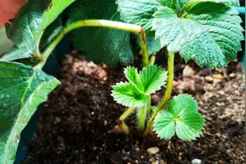 刚栽种的草莓，到底能不能晒太阳？看完明白了视频封面