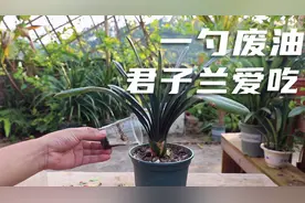 一勺油渣子往花盆里加，土壤变成“黑土团”，君子兰叶子油汪汪！视频封面