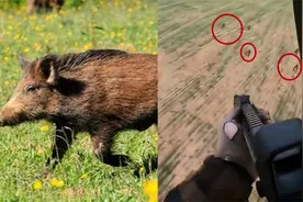 实拍：美国农场主坐直升机扫射野猪群 杀伤力惊人野猪无处可逃视频封面