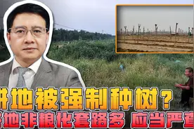 河北丰润耕地种树！不能强制农民出租耕地，严查耕地“非粮化”！视频封面