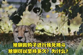 猞猁和豹子进行殊死搏斗，猞猁可以坚持多久？为什么？视频封面