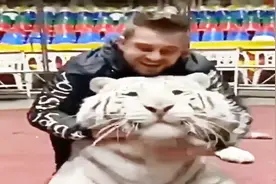 原来人类与老虎也会有如此轰轰烈烈的爱情，而且还在你面前秀恩爱视频封面