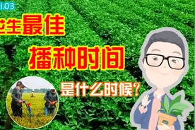 花生什么时间播种最好?要想亩产上千斤，这几点因素很关键视频封面