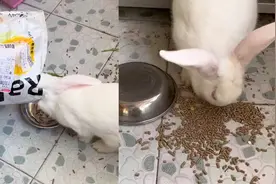 这麻辣兔头脾气大！女子吐槽家中兔子脾气暴躁：再这样我就烧水了