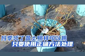 月季死了盆土照样可以用，只要使用正确方法处理，废物就可再利用视频封面
