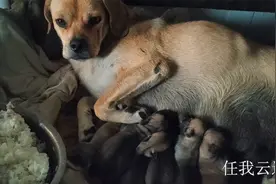 狗妈妈产崽是个高手，昨天生9只，今天又增加1只，咋不一次生够呢视频封面