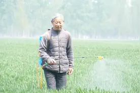 要记住这个农药，不能和控旺剂一起用，有减产风险，小麦慎用