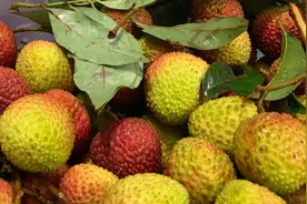 自制荔枝酒，爷爷做了70年的秘方，好喝不上头，放一年不会坏