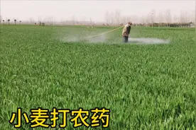 河南农村新式打药机给小麦打农药，又快又省力，带大家一起看看！视频封面
