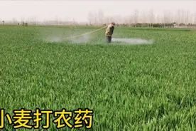 河南农村新式打药机给小麦打农药，又快又省力，带大家一起看看！视频封面