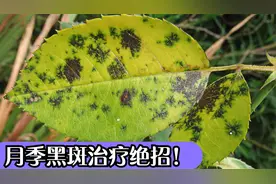 月季黑斑有多可怕？一片叶子感染，整颗月季难逃。木木教你治黑斑视频封面