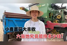 六亩地小麦喜获大丰收，安徽姑娘激动得快哭了，究竟能赚多少钱？视频封面