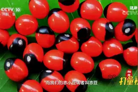 赤小豆为什么能去心火？如何区分红豆和赤小豆？专家进行详细讲解视频封面