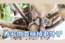 养多肉，掰掉老叶子，不愁根部不长小芽视频封面