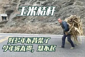 山西晋北山里老人下地背柴回家，说今年碳太贵了，背柴烧炕取暖视频封面