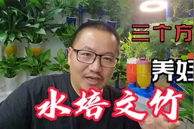 小课堂：水培文竹叶尖发黄，三个方法快速解决视频封面