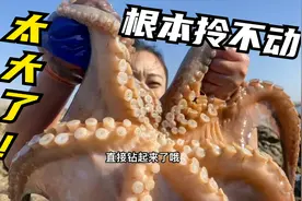 退潮后，小章赶海发现一只巨型章鱼被搁浅！太大了都拎不动！视频封面