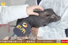 湘西黑猪全身黑：古代家猪和野猪杂交而来，可谓是野性十足！视频封面