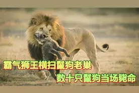 霸气狮王横扫鬣狗老巢，瞬间数十只鬣狗惨死现场，看得人直呼过瘾视频封面